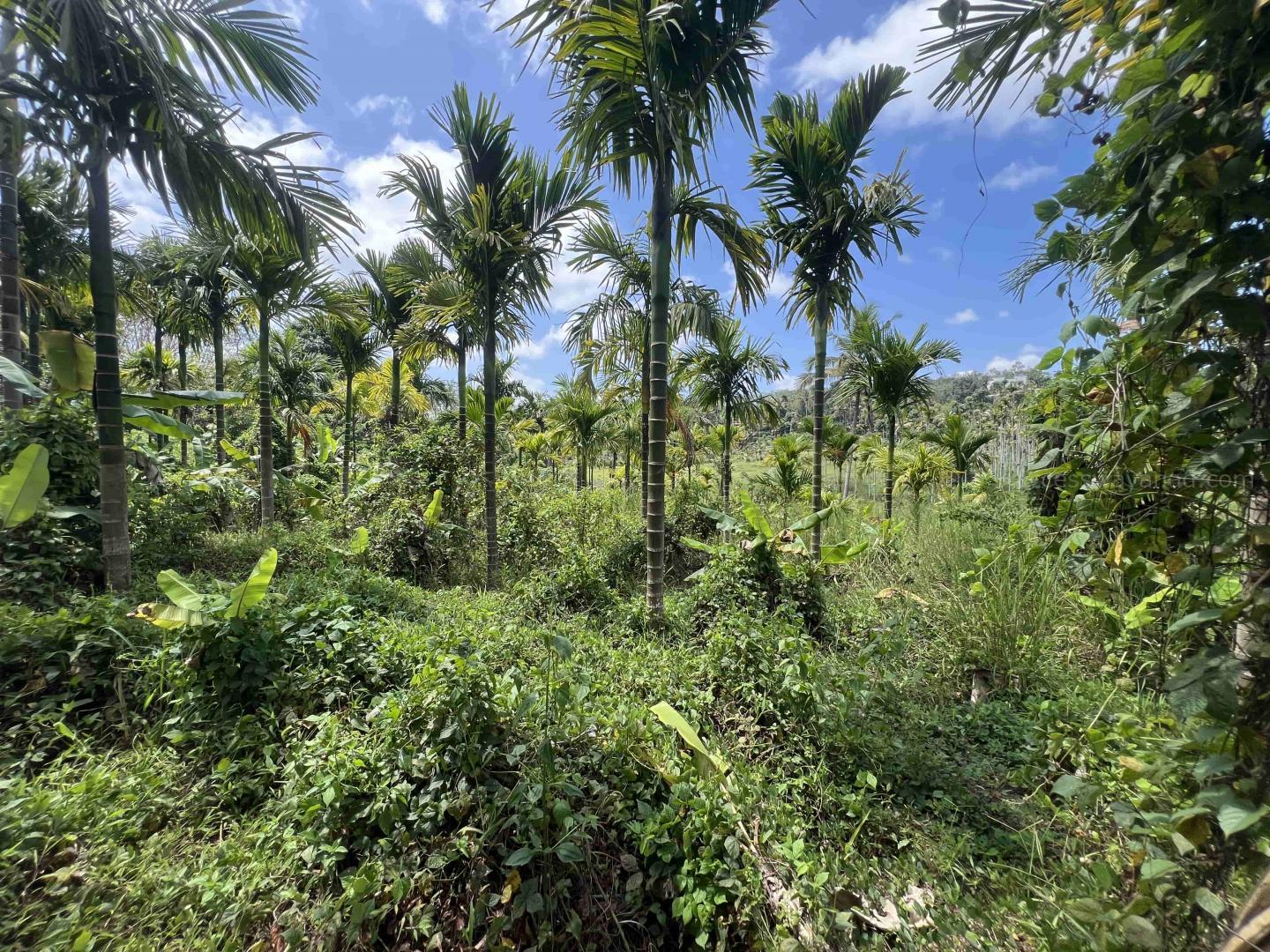 1.5 ACRE FARM LAND