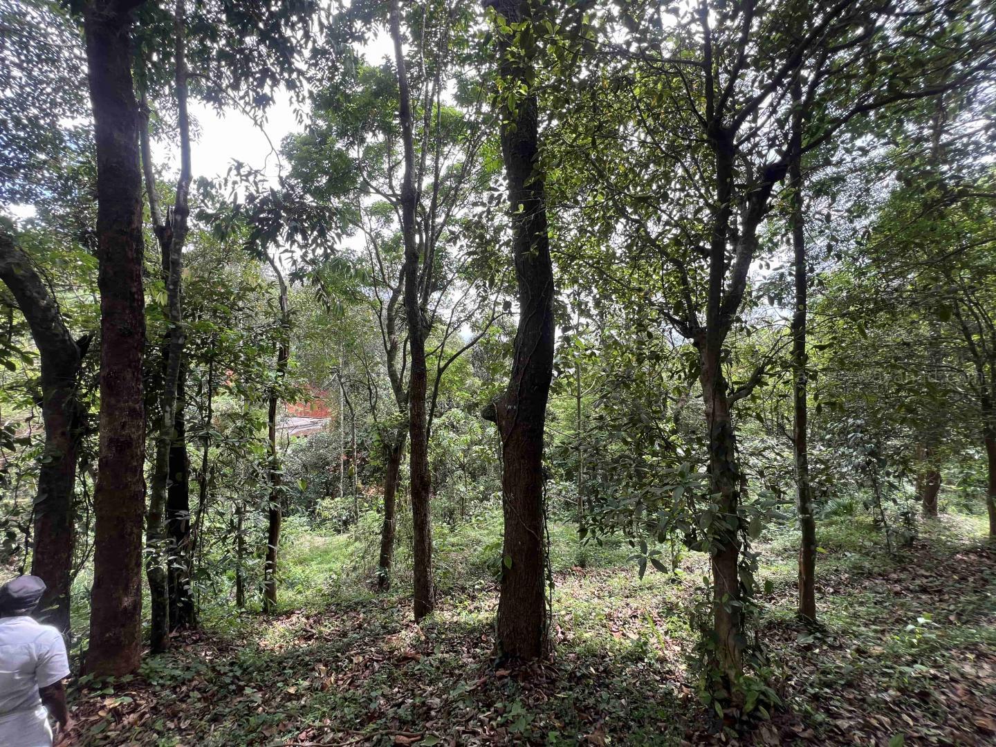 Resort Land Ideal for Tourism Purpose